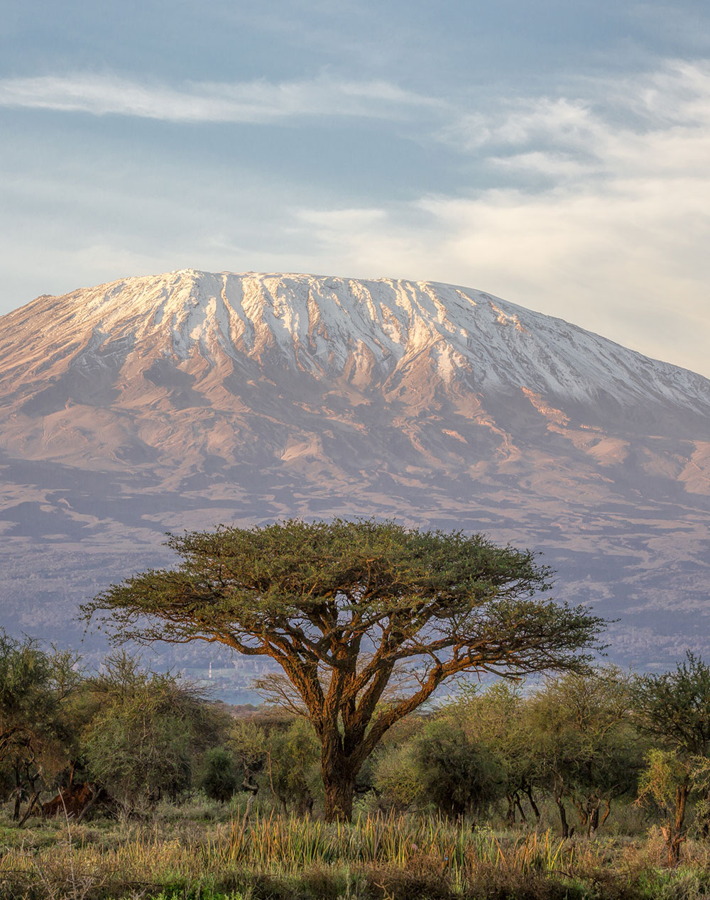 Acacia Tree in front of Kilimanjaro