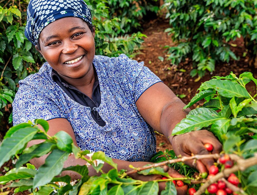 Kenyan woman harvesting coffee