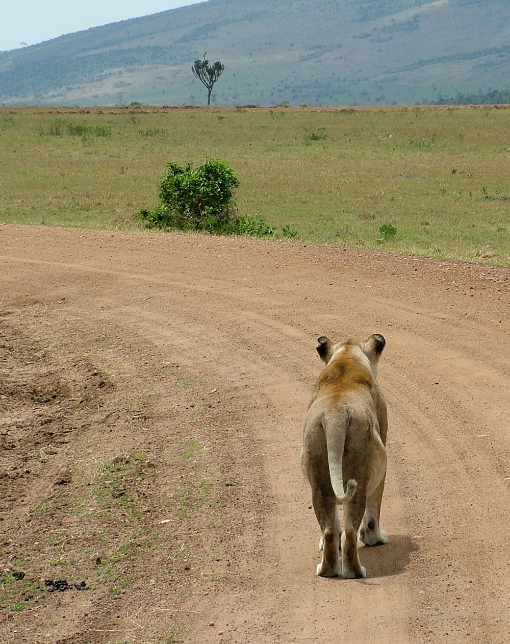 Lion walking through a Kenyan landscape